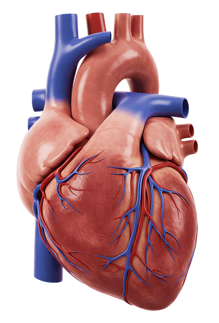 Home 14 heart doctor in Dubai
