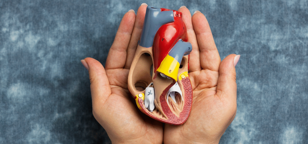 Angioplasty in Dubai 2 angioplasty surgery in Dubai, angioplasty stent in Dubai, angioplasty cost in Dubai, angioplasty recovery in Dubai, angioplasty risks in Dubai