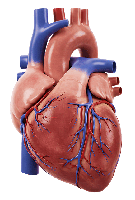 heart doctor in Dubai Human heart illustration for cardiology and health information.