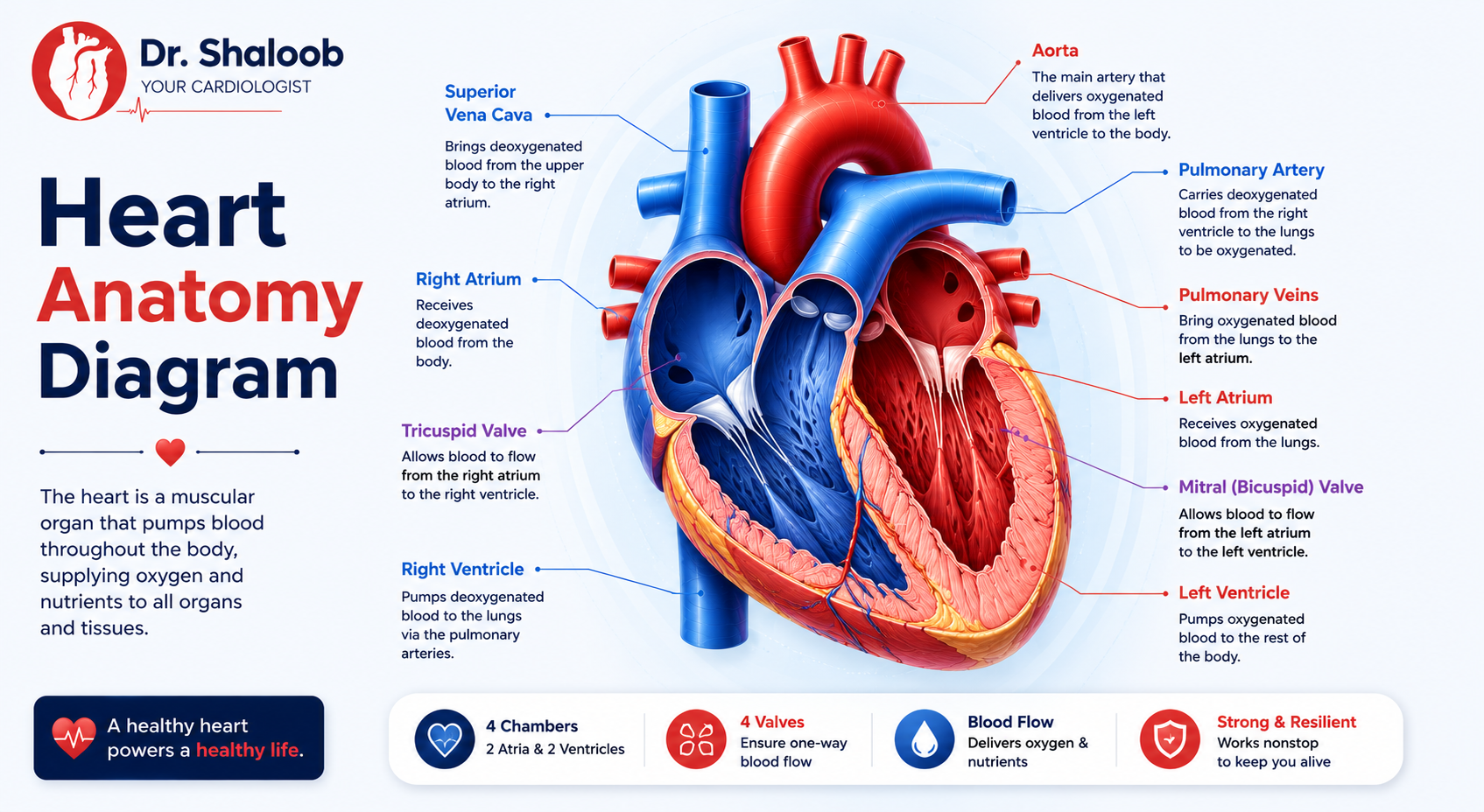 Home 54 heart anatomy diagram